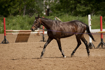 Horse in training