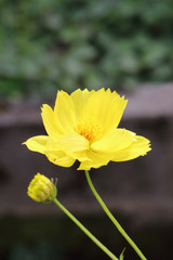 Fototapeta premium Cosmos