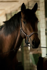 Fototapeta premium Horse