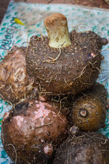 Konjac, amorphophallus, Stanley s water-tub
