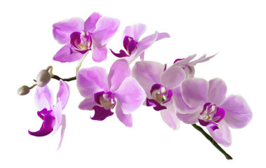 Pink streaked orchid flower, isolated ILLUSTRATION