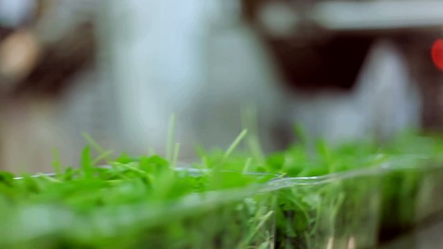 Vaschettine di insalata rucola