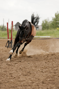Horse in training
