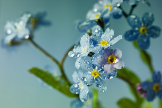 Fototapeta Forget-me-not flowers in water drops