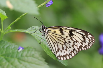 Fototapeta premium Large Tree Nymphs(Paper Kite,Rice Paper) butterfly resting on the green leaf