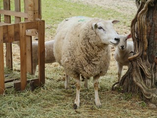 Fototapeta premium A sheep with lambs in spring