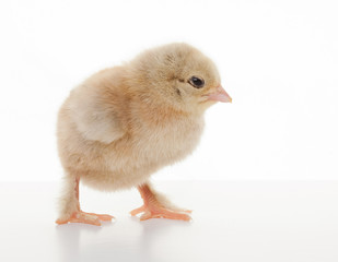 Small fluffy chickens