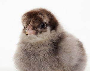 Obraz premium Small fluffy chickens