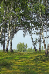 Fototapeta premium birch grove in the Urals