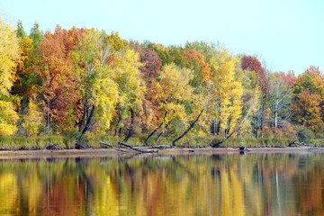 autumn trees reflected in the river