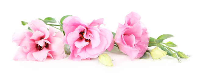 Beautiful pink eustoma isolated on white
