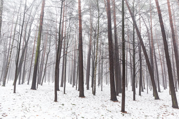 Foggy winter forest