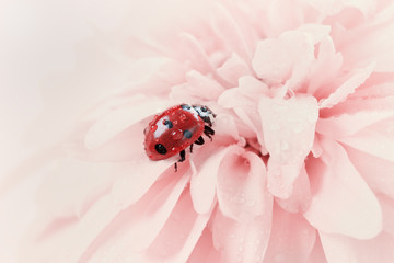 Naklejka premium ladybird or ladybug in water drops on a pink flower, natural vintage background with pastel colors