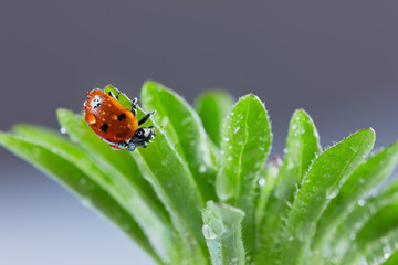 ladybird or ladybug in water drops on a green grass