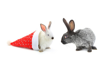 white rabbit