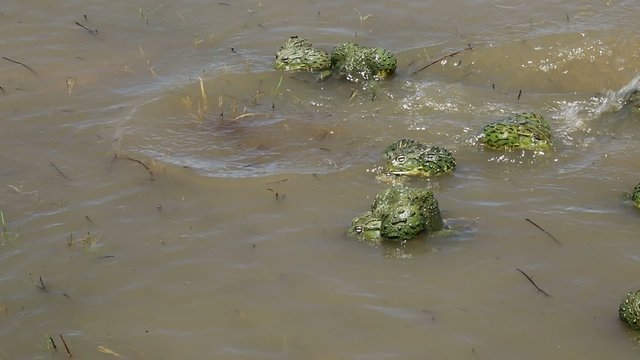 African giant bullfrogs mating and fighting in water