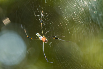Spider on cobweb
