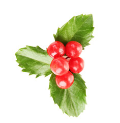 European Holly (Ilex aquifolium) with berries, isolated on