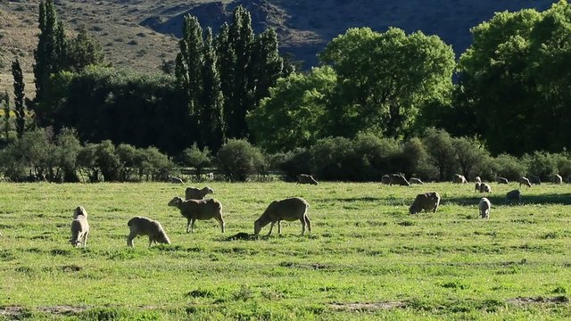 Rural landscape with grazing sheep in afternoon light