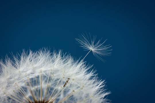 Fototapeta Dandelion abstract background, closeup flowers seed, shallow depth of field