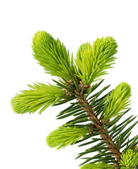 Young sprout of spruce isolated on white - obrazy, fototapety, plakaty