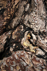 Bark