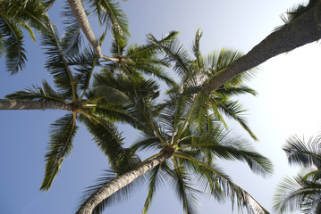 Fototapeta na wymiar Palm tree in the sky