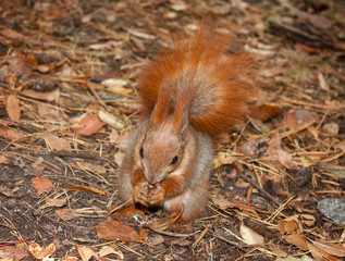 Red squirrel with walnuts