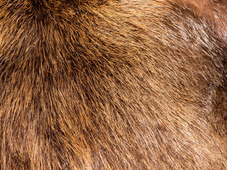 Fur texture.