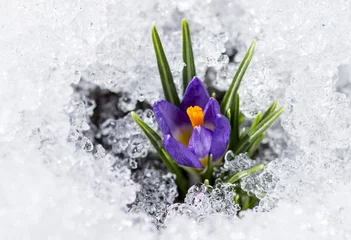 Afwasbaar Fotobehang Krokussen paarse krokus met sneeuw