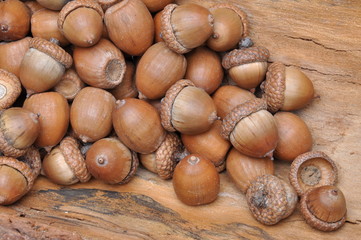 Dry oak acorns  on wooden board