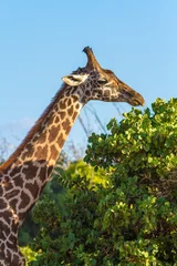 Crédence de cuisine en verre imprimé Girafe giraffe eating leaves