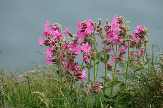 silene dioique, Silene dioica