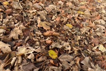 feuilles mortes