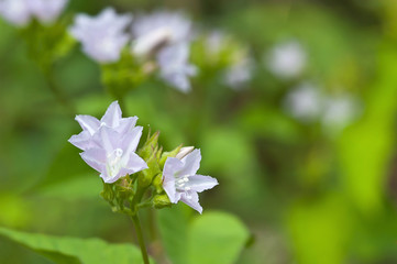 Small purple flowers