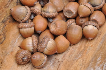 Dry oak acorns on wooden board 	Dry oak acorns on wooden board