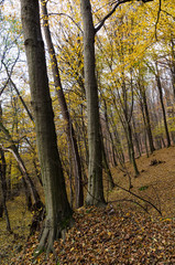Fototapeta premium autumn forest