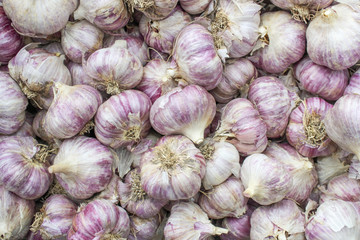 Harvest garlic