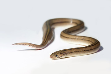 Close up snake on white background