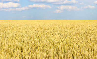 Naklejka premium Wheatfield