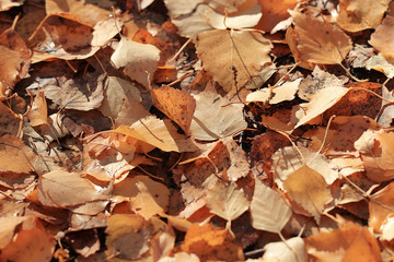 texture of yellow leaves on the ground park maples