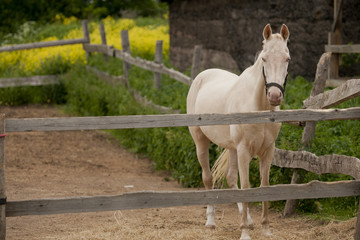 Horse in the paddock