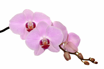 Naklejka na ściany i meble Orchid.
