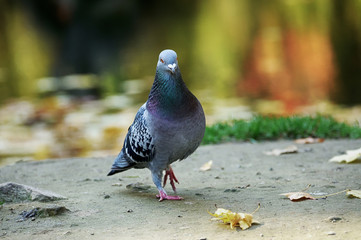 Portrait of a pigeon.