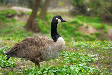 Goose.