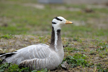 Goose.