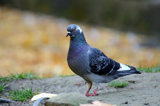 Portrait of a pigeon.