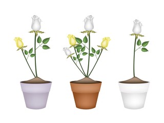 White and Yellow Roses in Ceramic Flower Pots