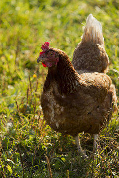 Chicken in the field