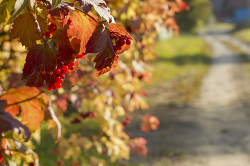 Viburnum bush autumn